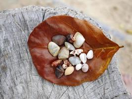A brown dry leave with assortment of small seashells on a stump, blurry sand beach background photo