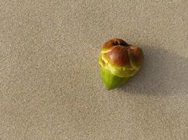 cerrar la vista superior de la fruta de palma verde joven en la playa de arena, para el fondo con espacio de copia. foto