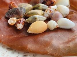 A brown dry leave with assortment of small seashells on white polished stone photo