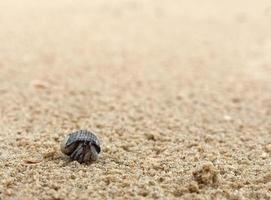 Close up of A little Hermit Crab comes out of the Shell crawling on the Sandy Beach, selective focus, copy space photo