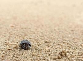 Close up of A little Hermit Crab comes out of the Shell crawling on the Sandy Beach, selective focus, copy space photo