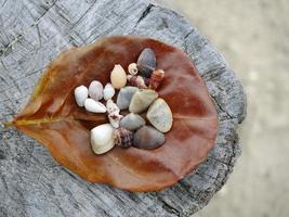 A brown dry leave with assortment of small seashells on a stump, blurry sand beach background photo