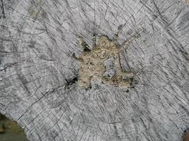 Top view, directly above of Old gray color stump trunk wood texture, copy space, for texture background photo