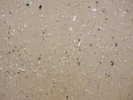 Close up Top view of seashells on the sand beach with copy space, Nature Background, Wallpaper, Summer photo