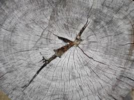 Top view, directly above of Old gray color stump trunk wood texture, copy space, for texture background photo