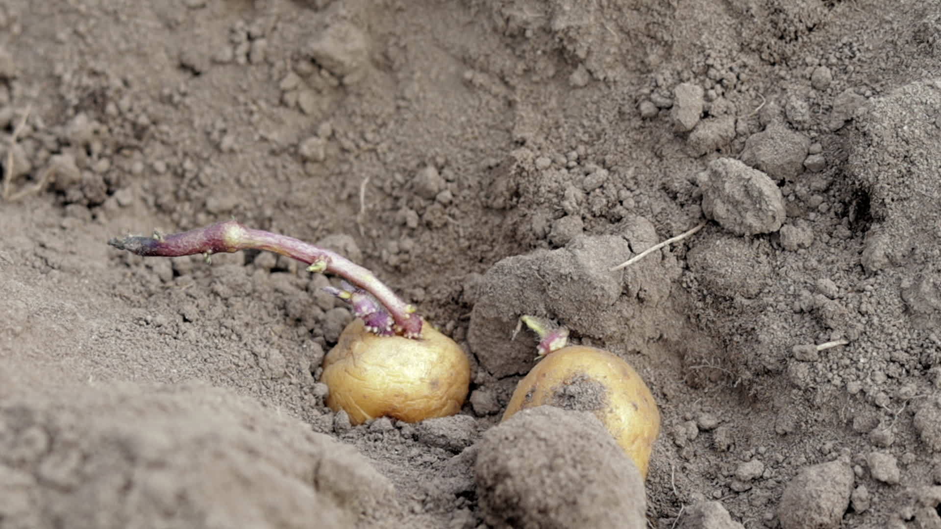 Sprouted potato tuber in the ground when planting. Early spring