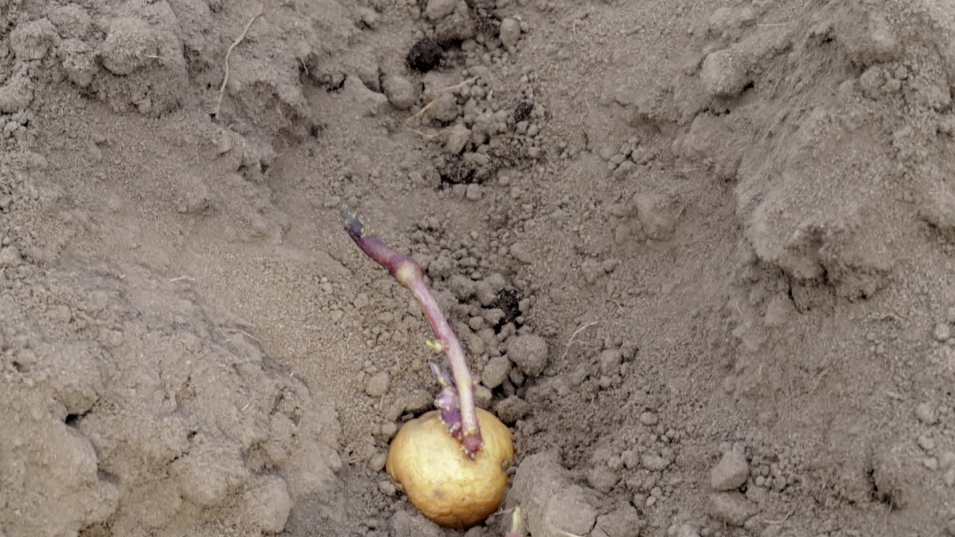 Sprouted potato tuber in the ground when planting. Early spring
