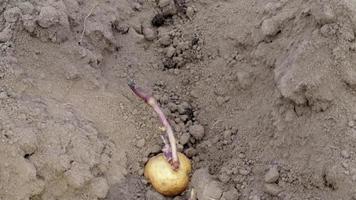 Sprouted potato tuber in the ground when planting. Early spring preparation for the garden season. Potato tuber close-up in a hole in the ground. Seed potatoes. Seasonal work. video