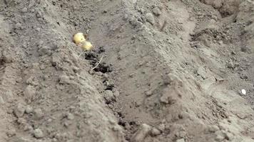 Sprouted potato tuber in the ground when planting. Early spring preparation for the garden season. Potato tuber close-up in a hole in the ground. Seed potatoes. Seasonal work.