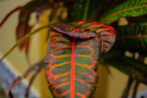 plantas cuyas hojas son hermosas a la vista, adecuadas para la decoración foto