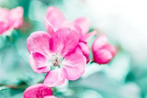 Blooming pink apple tree branches in spring photo