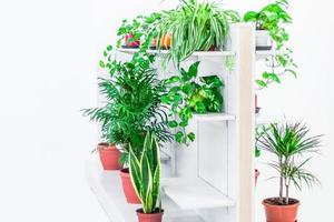 decoración del hogar de plantas verdes sobre fondo blanco foto