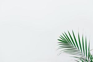 Minimal natural background with green houseplant photo