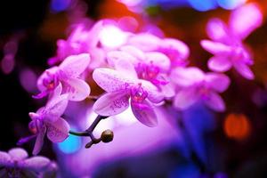 Neon toned orchid flowers Background photo