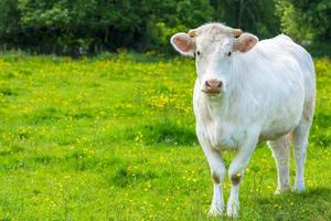 White Cow at the Green Meadow photo