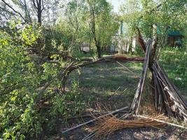 árbol dañado por vendavales durante la tormenta foto