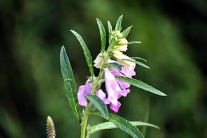 imagen de la flor de la naturaleza foto