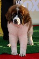 LOS ANGELES, NOV 22 - Saint Bernard puppy at the FOX s Cause for Paws - All-Star Dog Spectacular at the Barker Hanger on November 22, 2014 in Santa Monica, CA photo