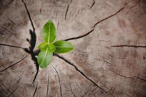 Closeup tree new life growth ring. Strong green plant leaf growing on old wood stump. Hope for a new life in future natural environment, renewal with business development and eco symbolic concept. photo