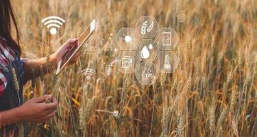 concepto de agricultura inteligente. agricultor con tableta digital de tecnología en el fondo del campo de trigo. los agricultores profesionales utilizan Internet de las cosas iot sistemas informáticos para administrar granjas. idea moderna de agricultura. foto