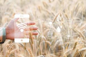 Smart farming concept. Farmer with technology digital tablet on background of wheat field. Professional farmers use internet of things IOT computers system to manage farms. agriculture modern idea. photo