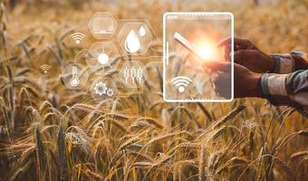 Smart farming concept. Farmer with technology digital tablet on background of wheat field. Professional farmers use internet of things IOT computers system to manage farms. agriculture modern idea. photo