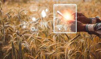 concepto de agricultura inteligente. agricultor con tableta digital de tecnología en el fondo del campo de trigo. los agricultores profesionales utilizan Internet de las cosas iot sistemas informáticos para administrar granjas. idea moderna de agricultura. foto