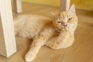 orange cute cat looking around, concept of pets, domestic animals. Close-up portrait of cat sitting down looking around photo