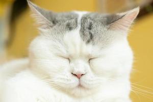 cat with his eyes closed. cat lies clasped and closed his eyes photo