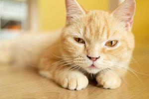 Cat with head tilted indoors. Cat is looking at camera. Portrait of a cat with big eyes. photo