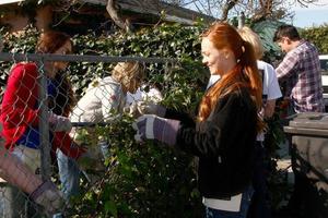 LOS ANGELES, FEB 9 - Theresa Castilo, Emily Wilson, Jason Thompson removing old vines from fence at the 4th General Hospital Habitat for Humanity Fan Build Day at the 191 E Marker Street on February 9, 2013 in Long Beach, CA photo