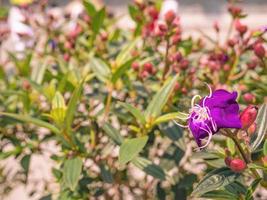 Close up melastomataceae in the Park at China photo