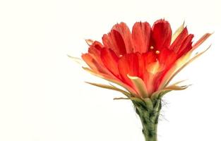 Pétalo delicado de color rojo con mullido peludo de flor de cactus echinopsis foto