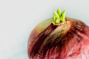 nuevas hojas de brote de cebolla roja foto