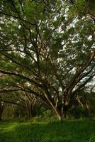 Shade of Rain-tree canopy Big tree in the forest photo