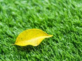 Yellow fall leaf on the artificial grass by shallow depth of field photo