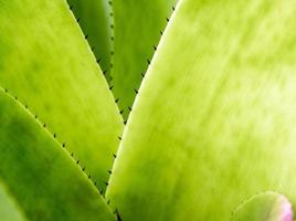 textura detallada y espinas en el borde de las hojas de bromelia foto