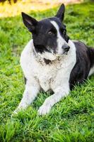 Domestic dog looks into distance. Pet is resting in nature and lies on spring grass. photo