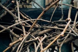 Dry vine branches. Autumn or winter in vineyards. Hedge made of dried twisted twigs. photo