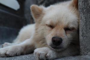 Dog sleeping on the rock photo