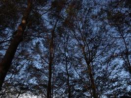 Forest of trees with beautiful blue sky photo