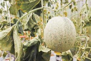 Planting melons that have withered due to lack of water and disease outbreaks. food shortage concept food crisis photo