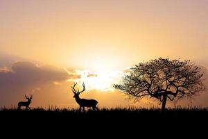 silueta para un hermoso fondo de luz vespertina o matutina con espacio de copia para el contenido. foto