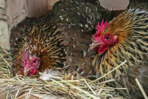 gallinas descansando sobre heno y huevos para incubar, animales de granja foto
