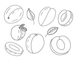 Vector doodle apricot set. Hand drawn slice of apricot sketch