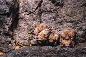 A small brown Caucasian bat sleeps hanging from the ceiling of a rock cave. Small bats in the natural environment photo