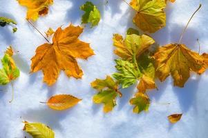 Winter autumn background top view of various fallen yellow leaves in fresh snow. Glade covered with the first snow on a cold autumn day with leaves on top photo