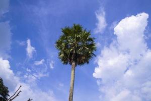 Palm tree against blue sky with white cloudy Natural view photo