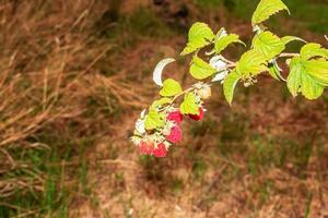 arbusto de frambuesa roja rubus idaeus l con frutas y flores en un jardín salvaje. brotes verdes jóvenes con cogollos verdes. enfoque selectivo. foto