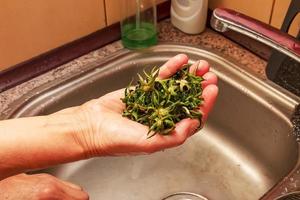 Peeled green stalks from tomatoes in a female hand. Garbage separation concept. Organic waste. photo